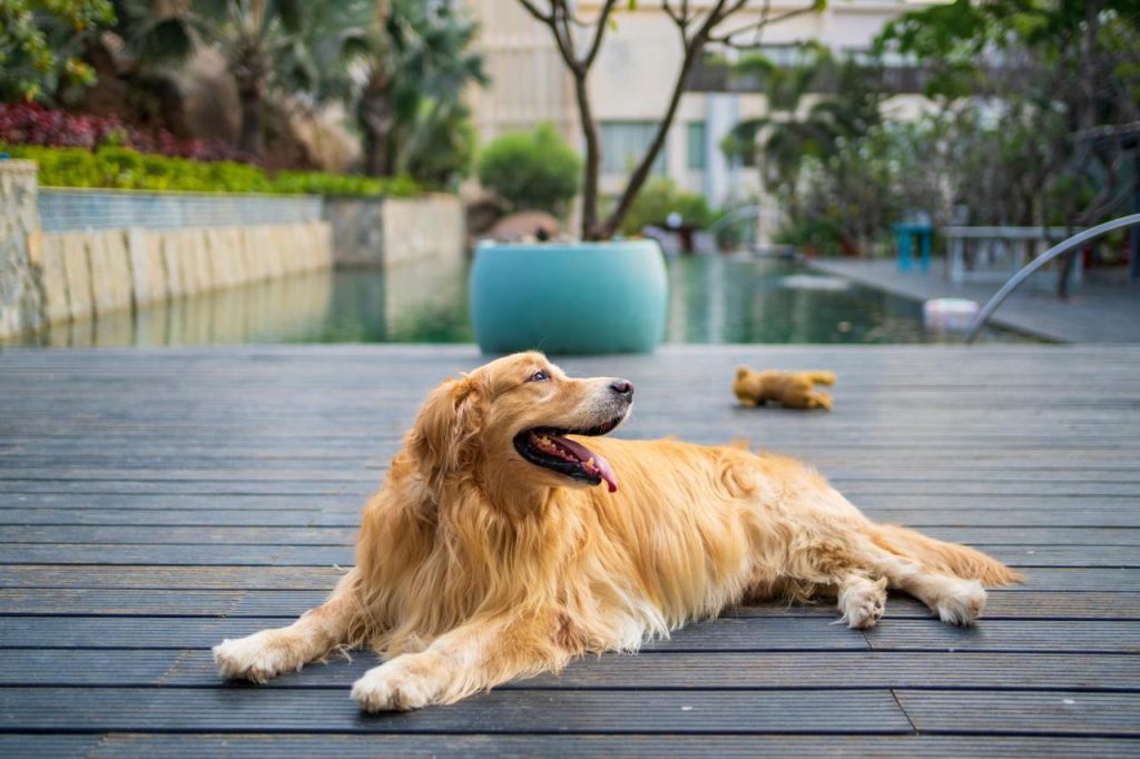 Hyatt Hyderabad Gachibowli Dog Image Hyatt Hyderabad Gachibowli Dog Image