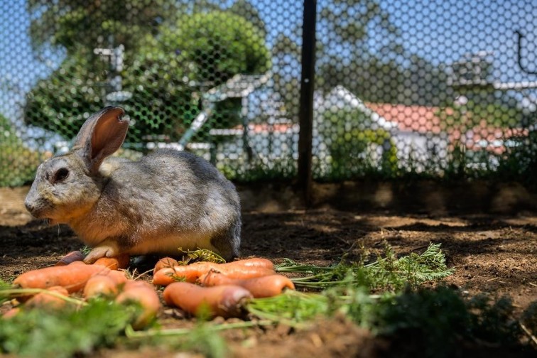 Savoy Ooty - Pets